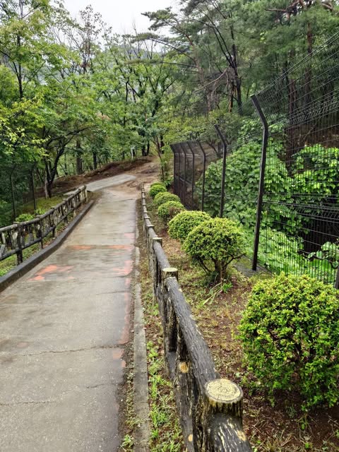 吾妻山の登山道と緑に囲まれた道
