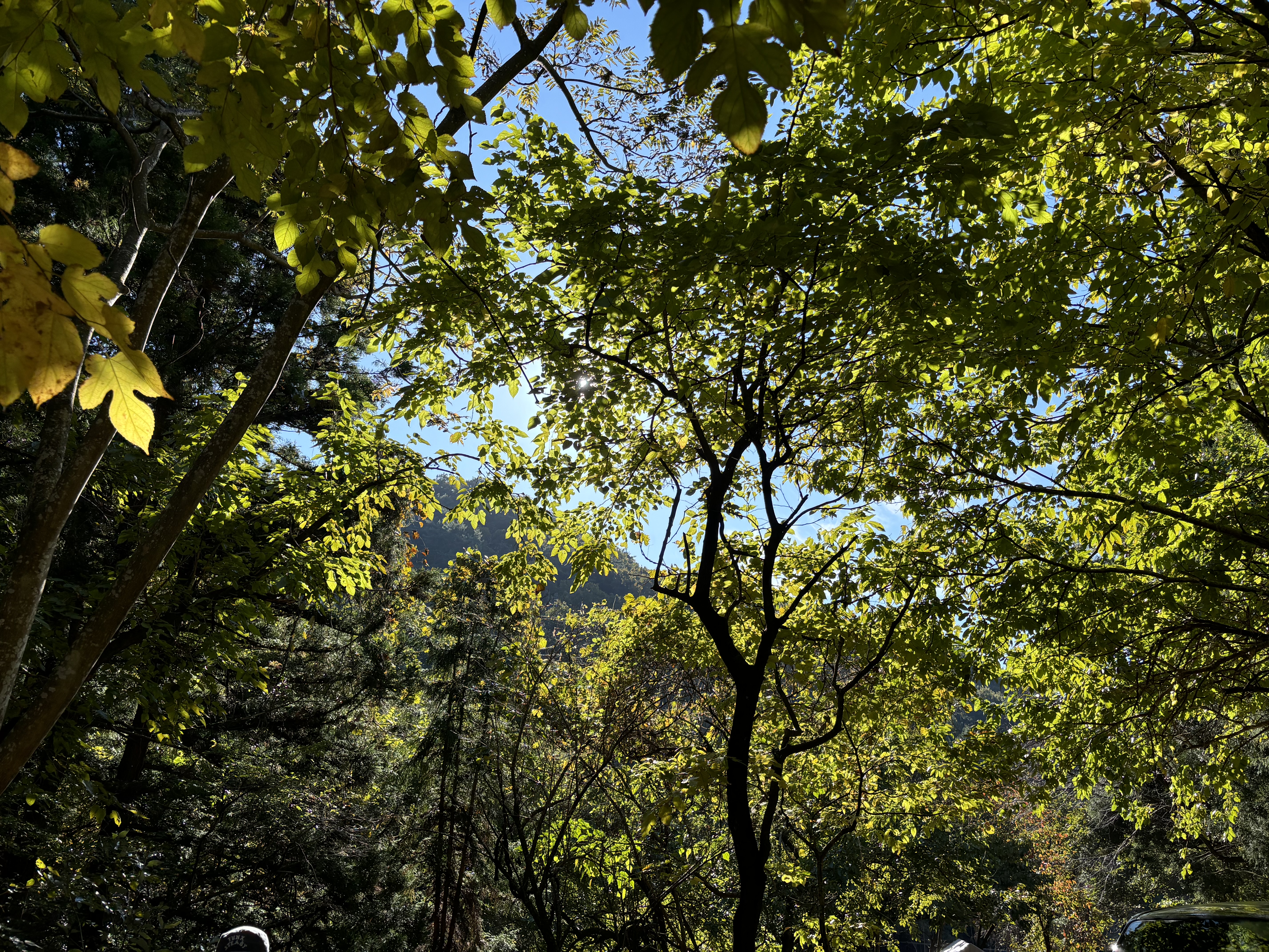 森の木漏れ日と山道